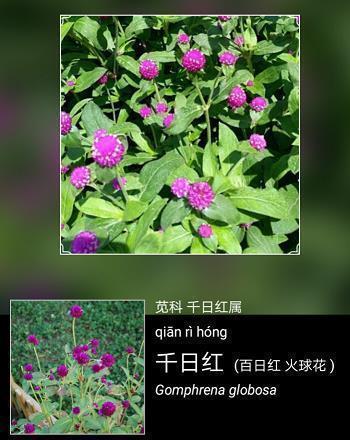 禽兽不如