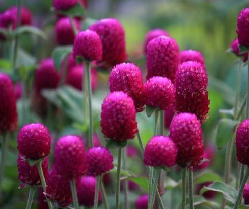 2021夏至节气文艺祝福短信合集60句