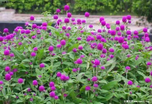 沾花惹草