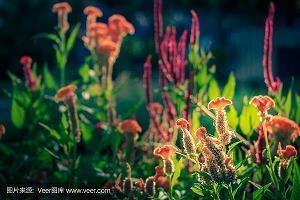 沥胆隳肝