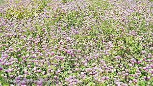 2021年十一国庆节简短文案句子(精选79句)