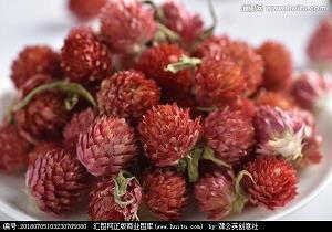 高樔