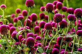 关于开心情感的句子