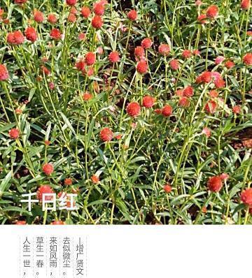 人表