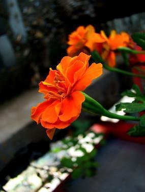 2021牛年元宵节给老师的祝福语
