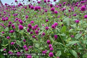 2020年狗年祝福长辈除夕吉祥话