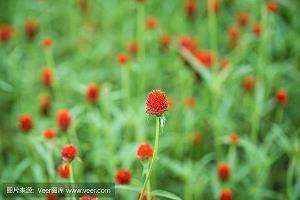 俸浅