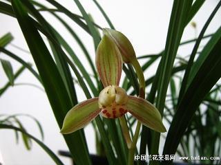 关于内心疼痛的优美说说(59句)