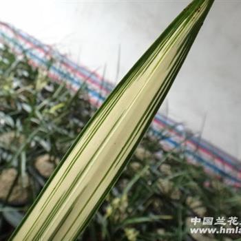 死伤相藉