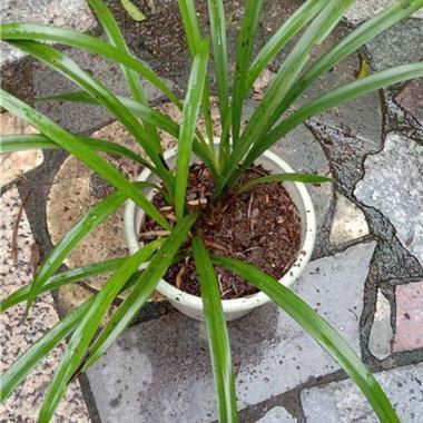 蕆