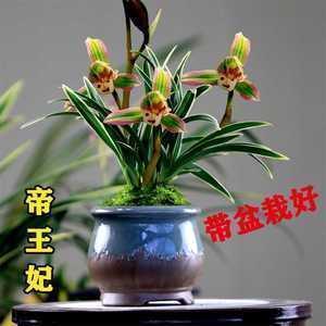 鹘饼