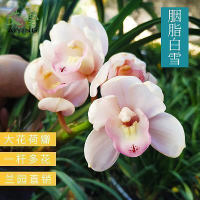 眇指