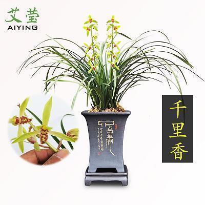 2021最新立夏节气祝福语大全