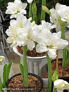 吉赛贝·托纳多雷名言