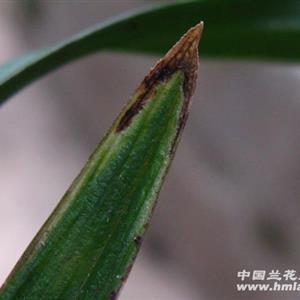 青管