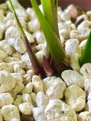 鸡声鹅斗