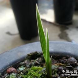 悥