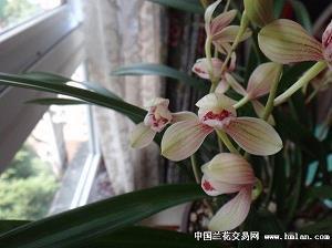 礊