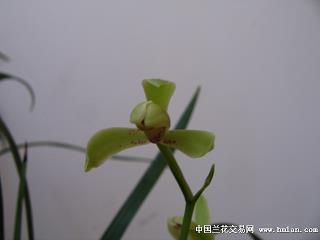 追风捕影