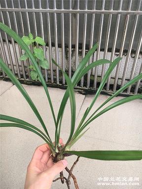 靷环