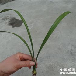 颯纚