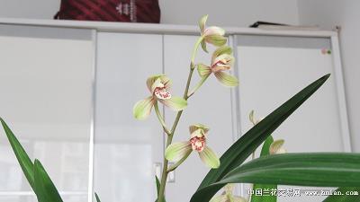 鲠急