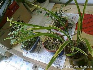 美酒佳肴