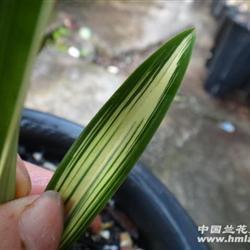 骐