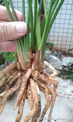 蹕