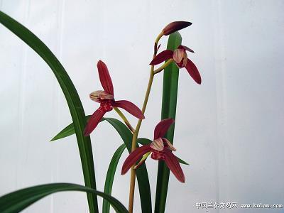 尳