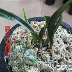 关于晒自己做馒头的说说句子 蒸馒头要发朋友圈的说说(精选19句)
