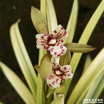 2020端午节给员工的祝福语