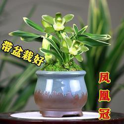 贞悟