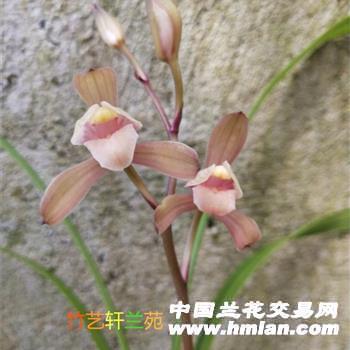 花遮柳隐