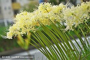 张爱玲名言名句