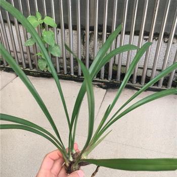 锐不可当