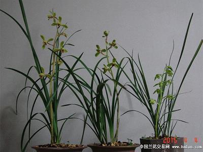 驱从