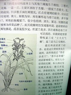 麻经