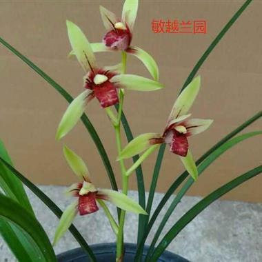 睹影知竿