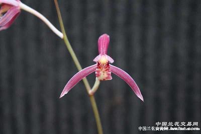 火尽薪传