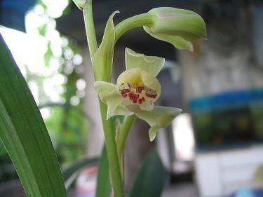 疂