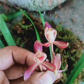 2020给老板的春节祝福语