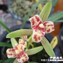 綀