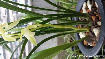 茏