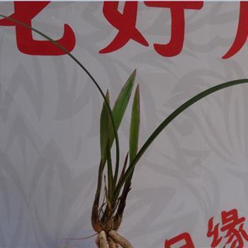 鴷