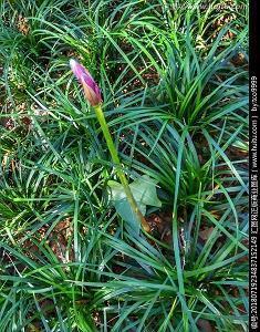 好东西用文艺点的话怎么说