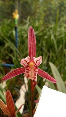 平安夜的伤感语录 一个人过平安夜的伤感句子