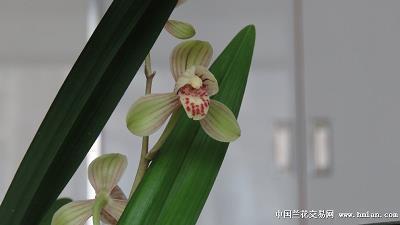 饥枯
