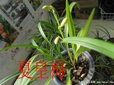 鹅帖