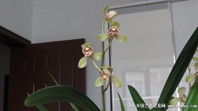 竒